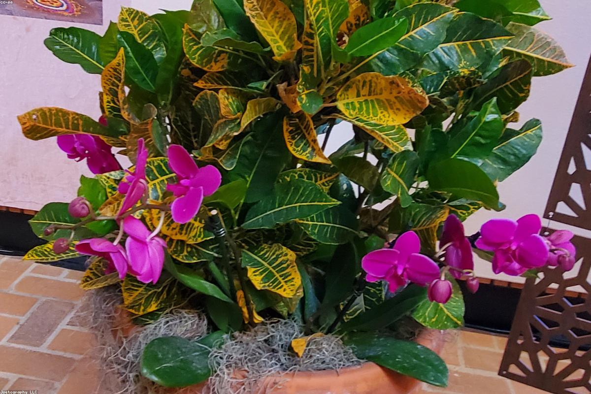 Tonte de pelouse au jardin d'une maison nantaise